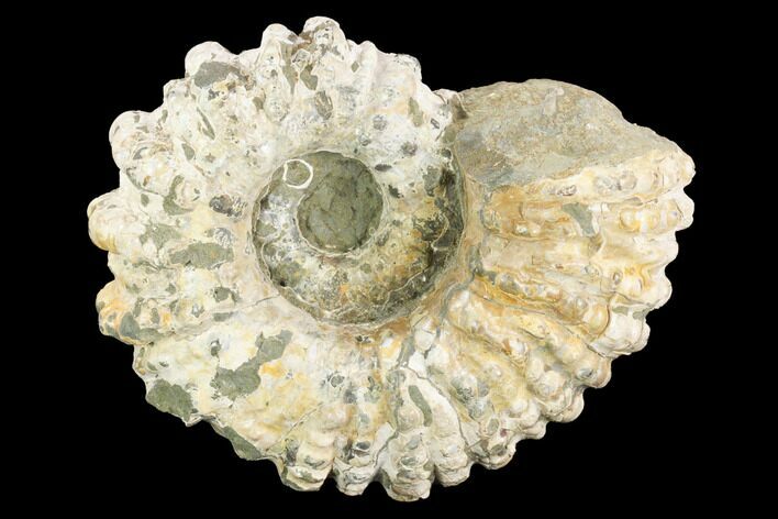 Tractor Ammonite (Douvilleiceras) Fossil - Madagascar #123138